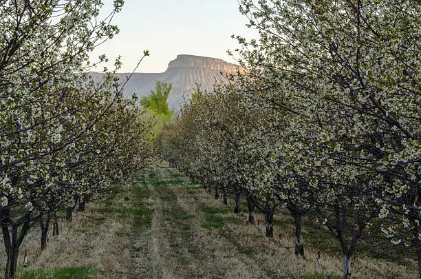 Rows of peach blossoms in a Western Colorado orchard.