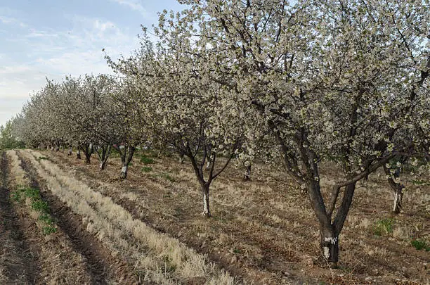 Rows of spring peach blossoms in a Western Colorado orchard.