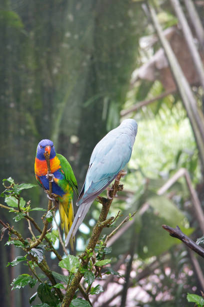 istock Blue Indian Ring-necked Parrot and Rainbow Lorikeet 472522116