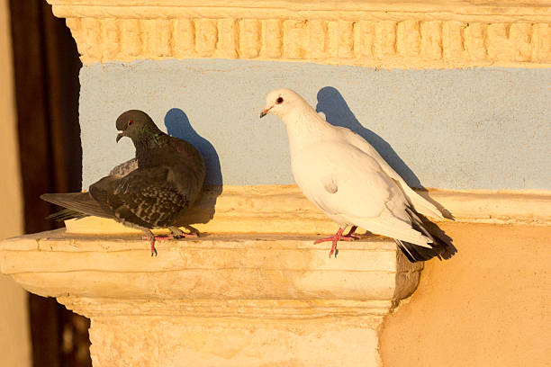istock Feral Pigeon in Chania, Greece 472522994