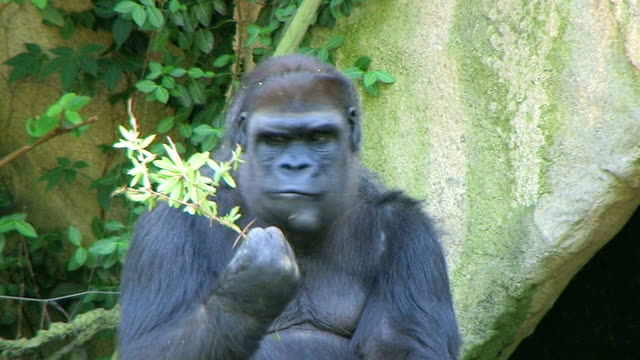 Gorilla Protects Food