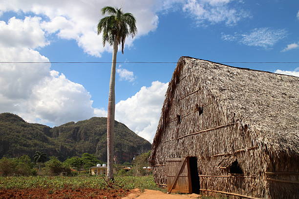 istock Cuban Tobacco Plantation 472523448