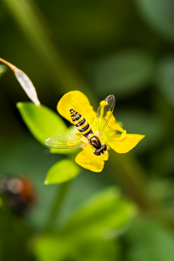 Hoverfly sitting on yellow flower.