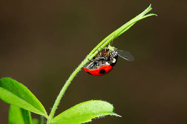 Ladybug Eating Aphid Red ladybug eating and aphid. aphid stock pictures, royalty-free photos & images