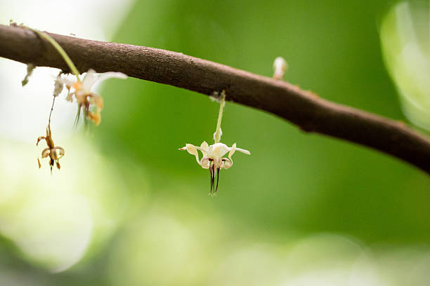 Tiny cacao flower stock photo