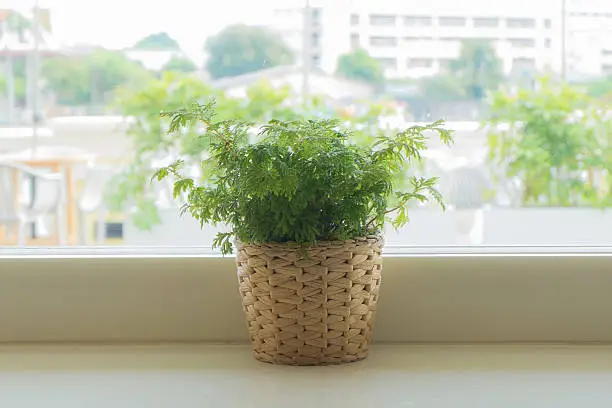 Indoor plant pot on the table near windowsill with windowlight.