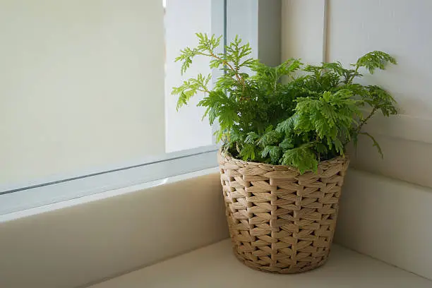 Indoor plant pot on the table near windowsill with windowlight.