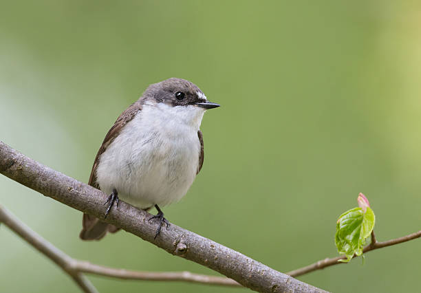 istock European pied flycatcher (Ficedula hypoleuca) 472527076