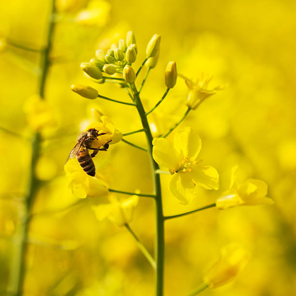 istock Honeybee and canola plant 472528226