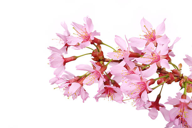 istock Cherry blossom, sakura flowers isolated 472528640