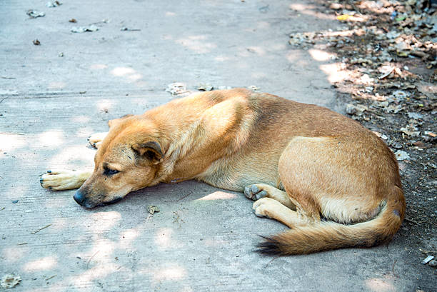 istock thai dog resting on grunge concrete floor 472528924