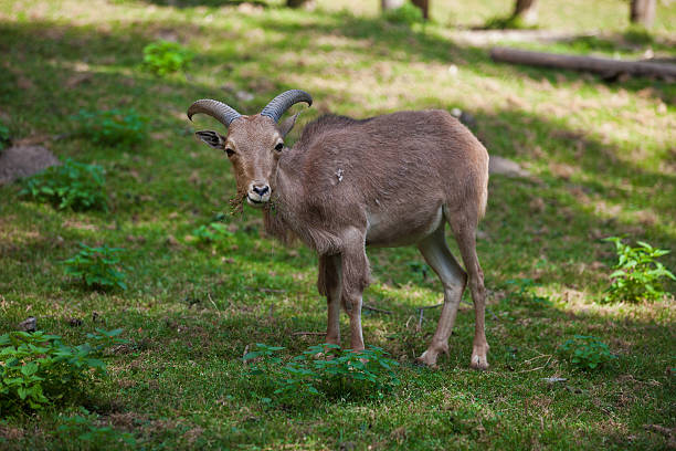 istock female Siberian mountain goat 472529166