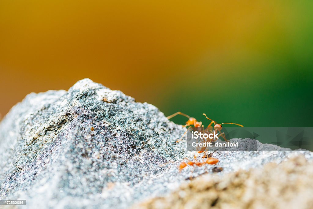 Ant Color Background Ants On The Color Background Stock Photo - Download Image Now - 2015 ...