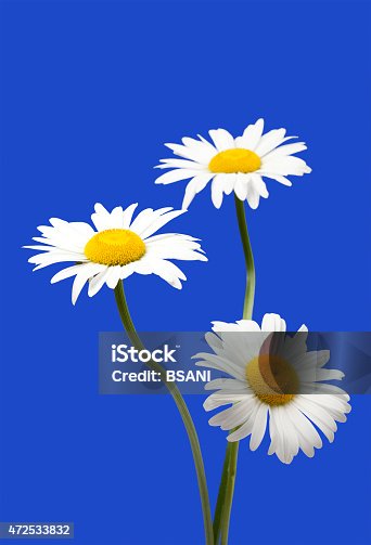 630 Flower Green Screen Stock Photos, Pictures & Royalty-Free Images - iStock 630 Flower Green Screen Stock Photos, Pictures & Royalty-Free Images - iStock