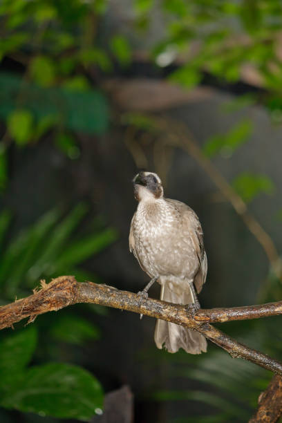 istock Helmeted Friar bird 472534474