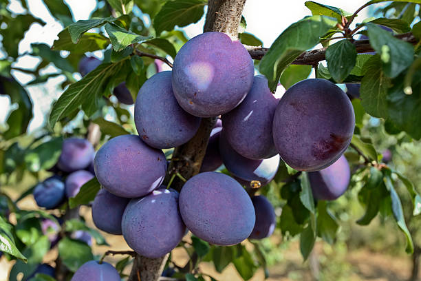 śliwa - damson plum zdjęcia i obrazy z banku zdjęć