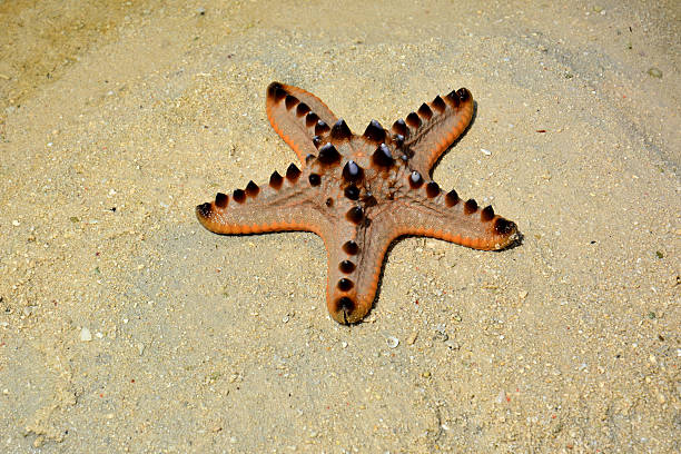 istock Chocolate Chip or Horned Starfish (Protoreaster nodosus), Sabah, Borneo. 472535212