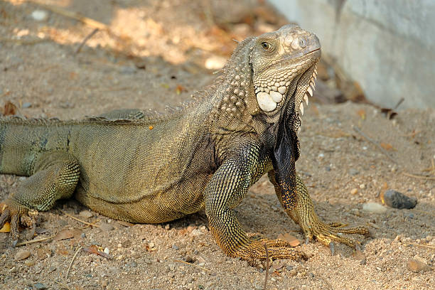 istock Iguana dragon on the ground 472535256