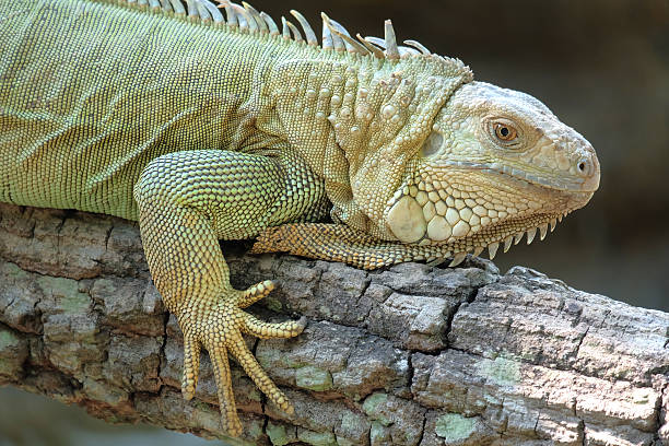 Iguana dragon on the wood