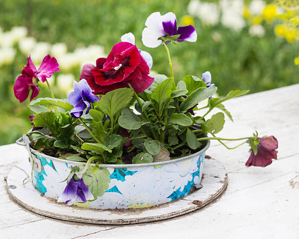 istock Tricolor violet in the old bucket. 472538492