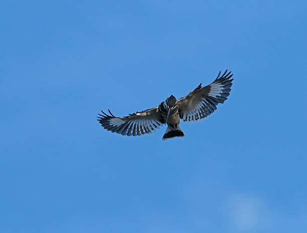 istock Pied king fisher  flying 472538778