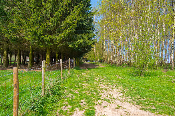 istock Hiking track through pines and birches in spring 472539170
