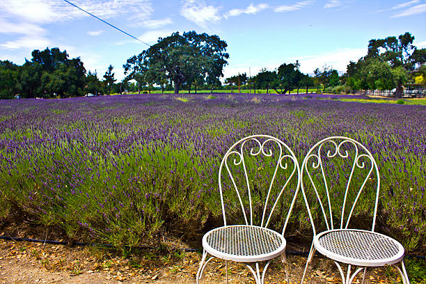 istock Couple of Lavender 472540452