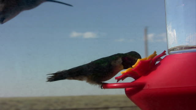 Hummingbirds Compete for Feeder