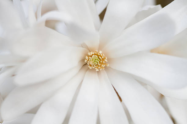 istock White flower of a star magnolia 472540682