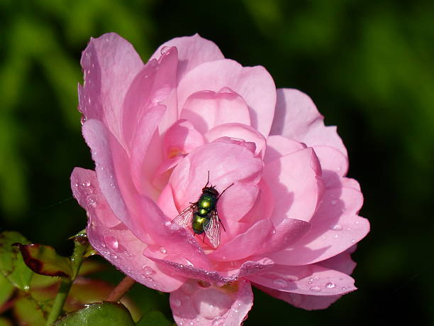 istock Rose and the green bottle fly Lucilia 472541086