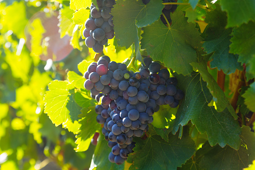 Close-up of vineyards plant in Languedoc-Roussillon, France