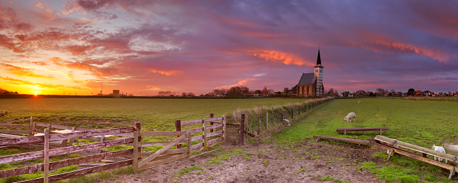 The church of Den Hoorn on the island of Texel in The Netherlands at sunrise. A field with sheep and little lambs in the front.