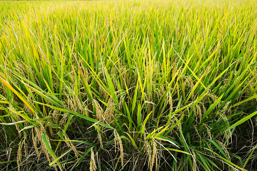 Rice field in China.