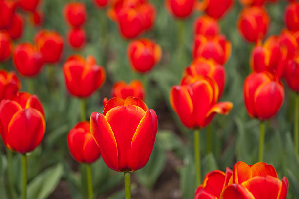 istock colorful tulips field 472545692