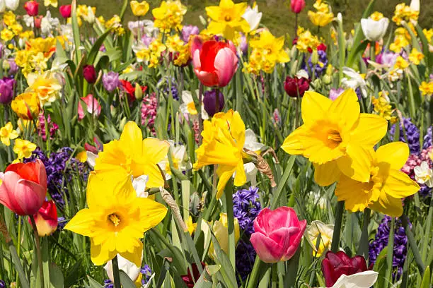 Bed of colorful spring flowers