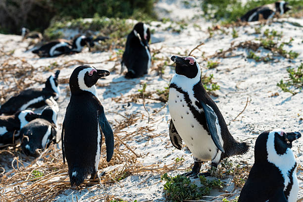 istock Jackass Penguins, Spheniscus Demersus 472547206