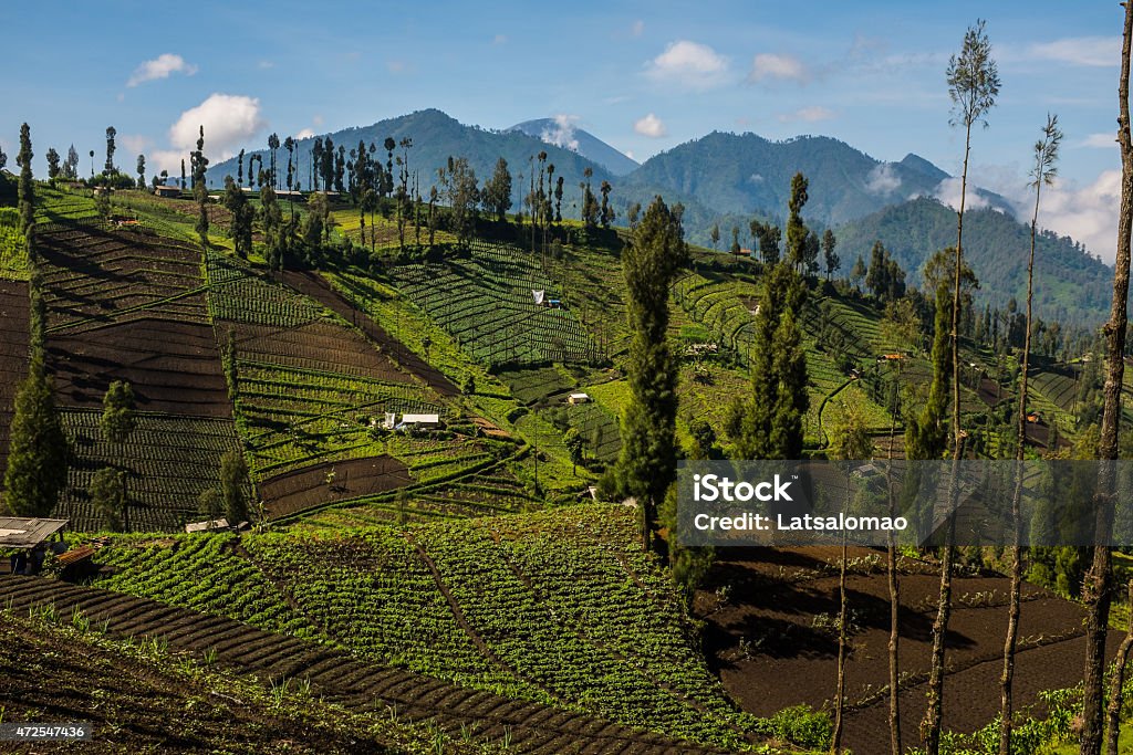 Cemoro Lawang village near Mount Bromo Picture of the surroundings of Mount Bromo Cemoro Lawang village of hindu farmers. Location is East Java in Indonesia. Farmer Stock Photo