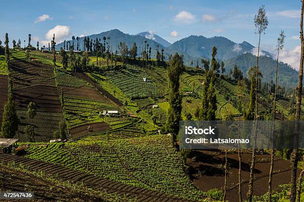Cemoro Lawang Village Near Mount Bromo Stock Photo - Download Image Now - Farmer, Indonesia, Volcano