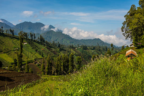 istock Cemoro Lawang village near Mount Bromo 472547446