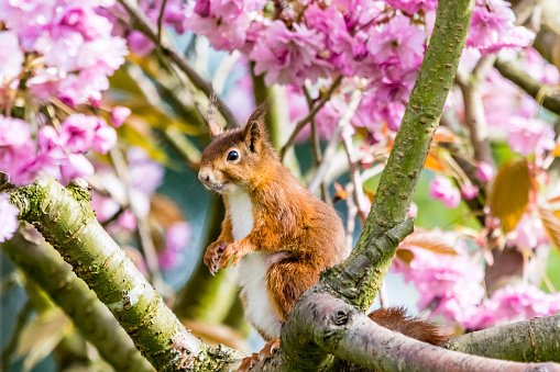 A Red Squirrel satin a tree surrounded by Pink Cherry Blossom.  Photograph taken in a garden in Southport North West England.