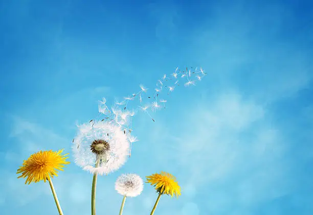 Photo of Dandelion clock dispersing seed