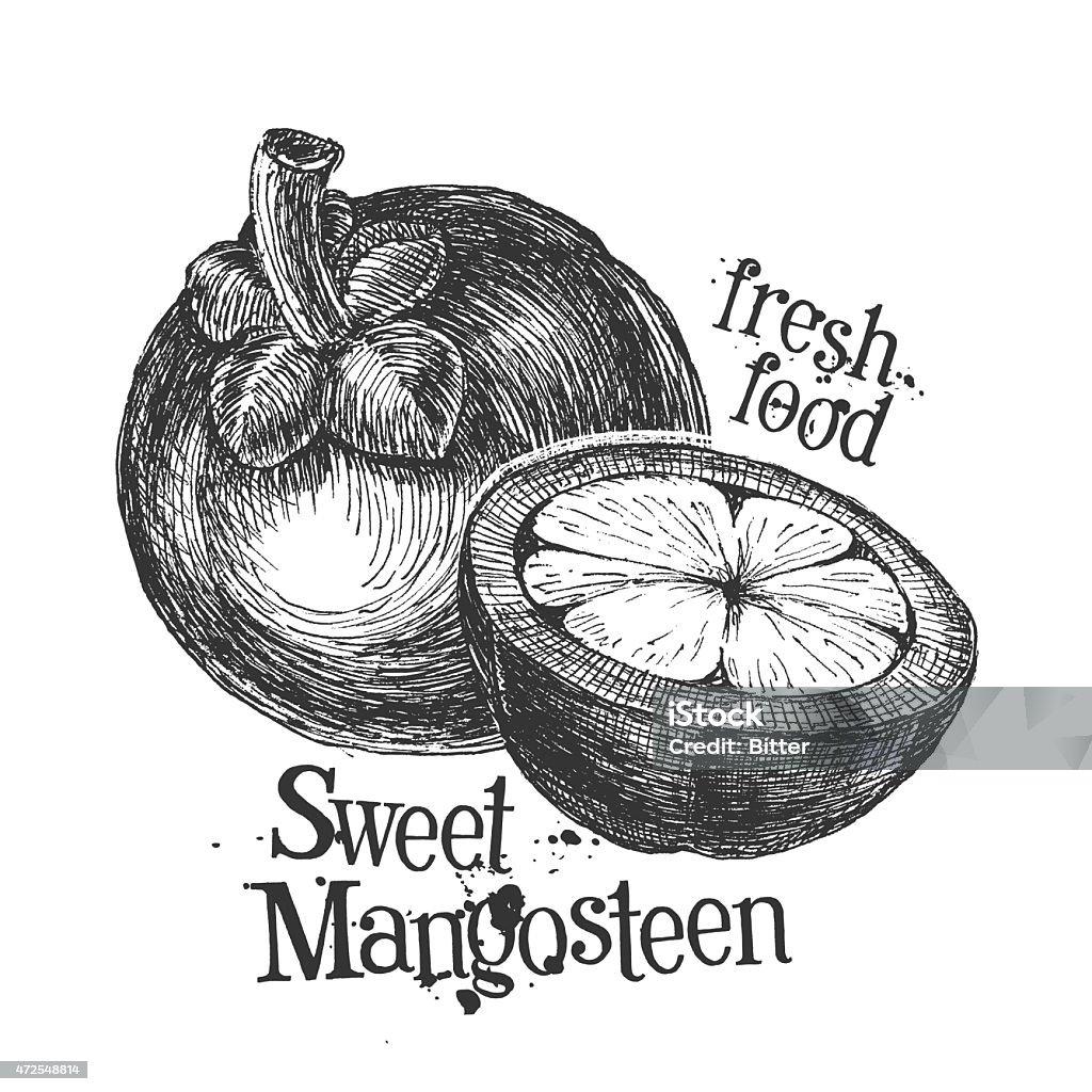 mangosteen on white background. sketch fresh fruit on a white background. illustration 2015 stock illustration