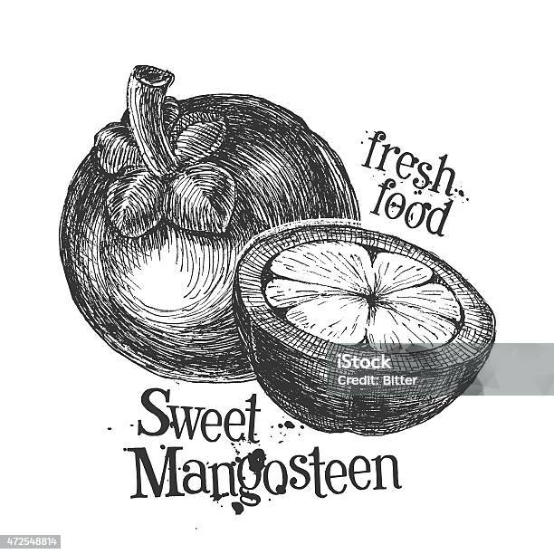 Mangosteen On White Background Sketch Stock Illustration - Download Image Now - 2015, Asia, Cut Out