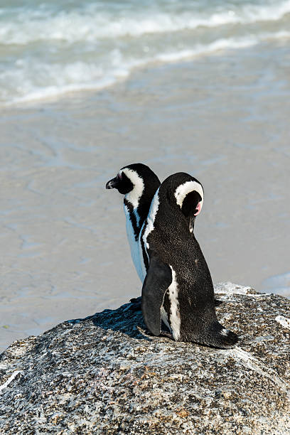istock African Penguins at Boulders Beach 472548840