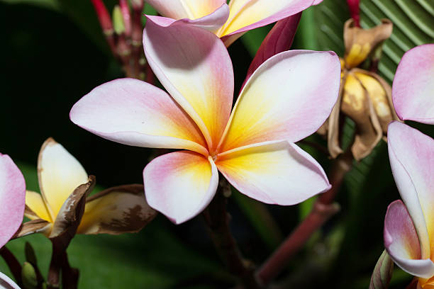 istock white , pink and yellow Plumeria 472551930