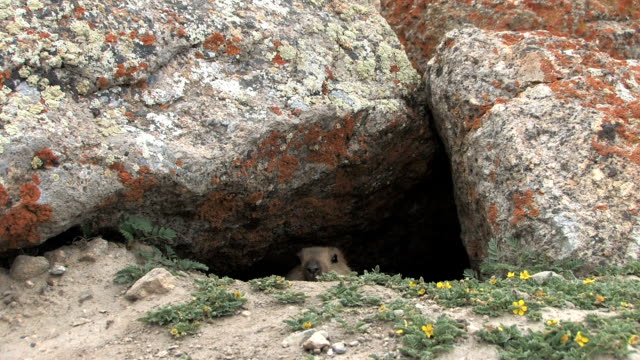 Baby marmot looks out from its burrow.
