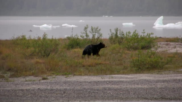 Black bear fishing  glacier alaska juneau northwest pacific