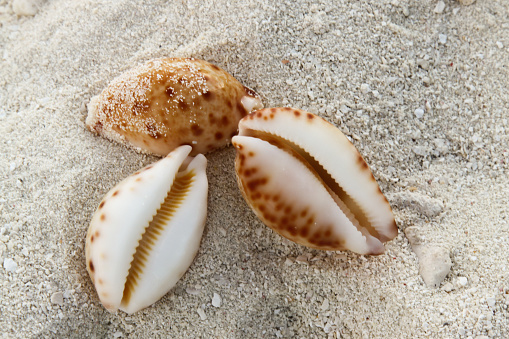 Cowrie Shells on the Sand Beach in the Maldives