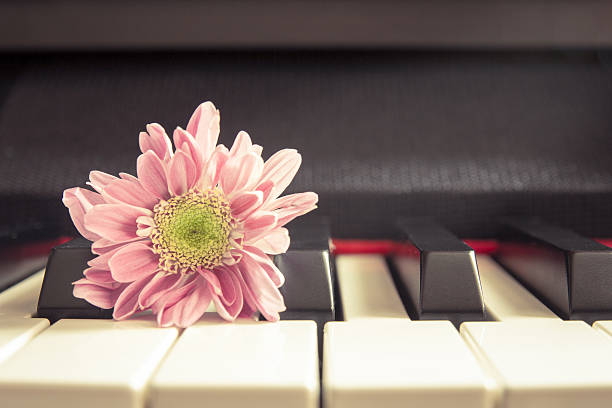 istock Vintage chrysanthemum on piano keyboard. 472561354