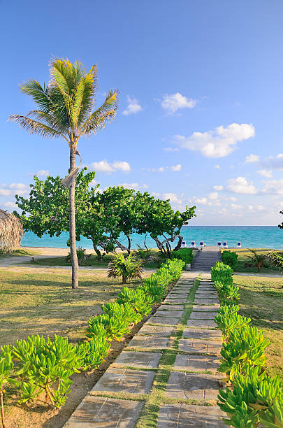 istock Footpath to the sea with palm trees 472561842